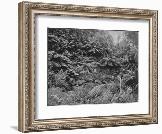 'Fern-Tree Valley, Under Mount Wellington', 19th century-Unknown-Framed Photographic Print