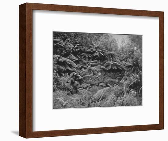 'Fern-Tree Valley, Under Mount Wellington', 19th century-Unknown-Framed Photographic Print