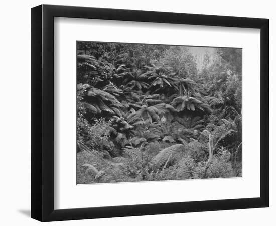 'Fern-Tree Valley, Under Mount Wellington', 19th century-Unknown-Framed Photographic Print