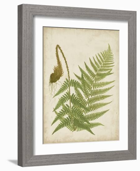 Fern Trio I-Vision Studio-Framed Art Print