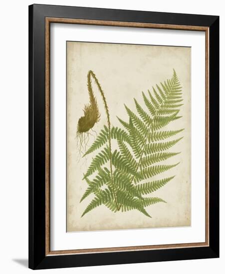 Fern Trio I-Vision Studio-Framed Art Print