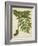 Fern Trio II-Vision Studio-Framed Art Print