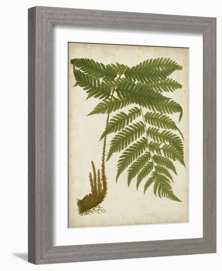 Fern Trio II-Vision Studio-Framed Art Print