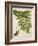 Fern Trio II-Vision Studio-Framed Art Print