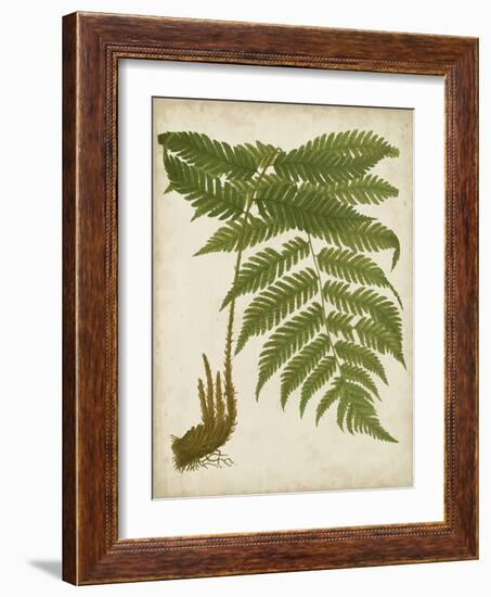 Fern Trio II-Vision Studio-Framed Art Print