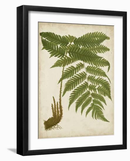 Fern Trio II-Vision Studio-Framed Art Print