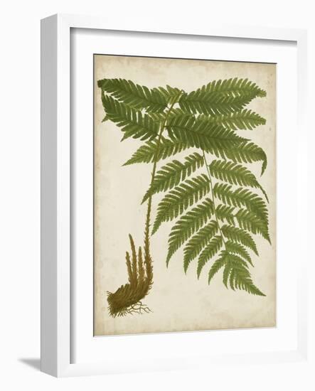 Fern Trio II-Vision Studio-Framed Art Print