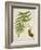 Fern Trio III-Vision Studio-Framed Art Print