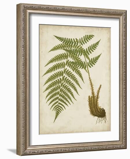 Fern Trio III-Vision Studio-Framed Art Print