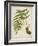 Fern Trio III-Vision Studio-Framed Art Print