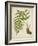 Fern Trio III-Vision Studio-Framed Art Print