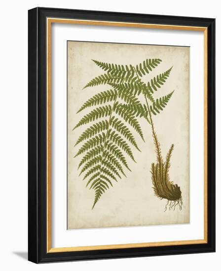 Fern Trio III-Vision Studio-Framed Art Print