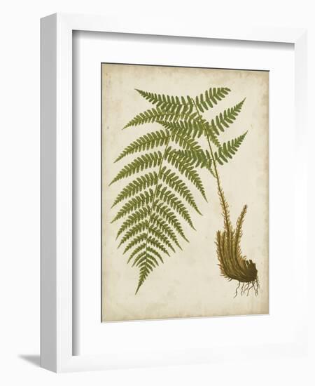 Fern Trio III-Vision Studio-Framed Art Print