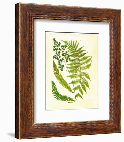 Fern with Crackle Mat II-Samuel Curtis-Framed Art Print