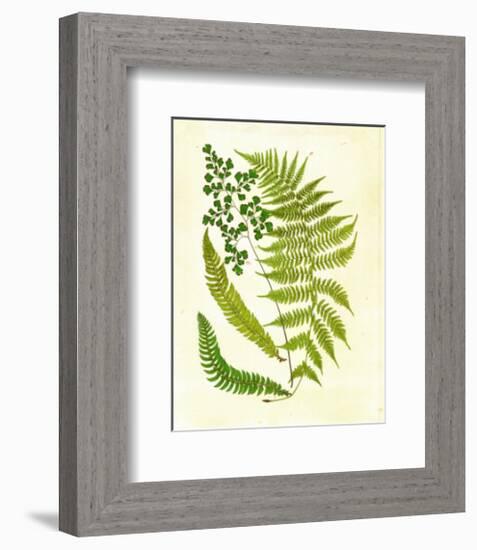 Fern with Crackle Mat II-Samuel Curtis-Framed Art Print