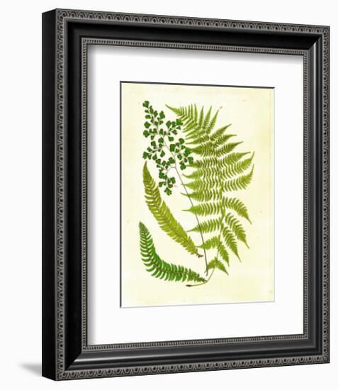 Fern with Crackle Mat II-Samuel Curtis-Framed Art Print