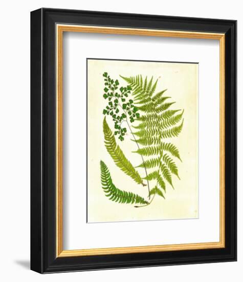 Fern with Crackle Mat II-Samuel Curtis-Framed Art Print