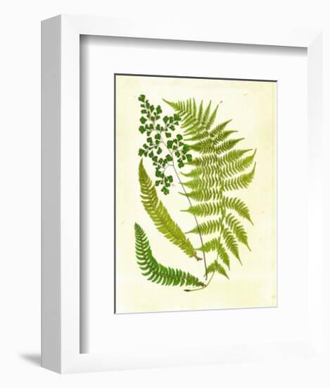 Fern with Crackle Mat II-Samuel Curtis-Framed Art Print