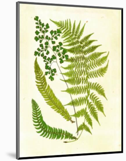 Fern with Crackle Mat II-Samuel Curtis-Mounted Art Print