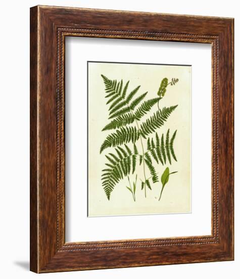 Fern with Crackle Mat IV-Samuel Curtis-Framed Art Print