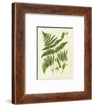 Fern with Crackle Mat IV-Samuel Curtis-Framed Art Print