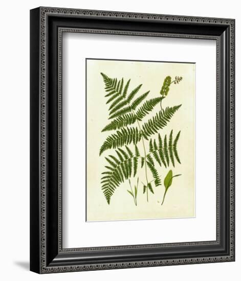 Fern with Crackle Mat IV-Samuel Curtis-Framed Art Print