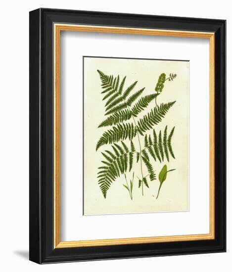 Fern with Crackle Mat IV-Samuel Curtis-Framed Art Print