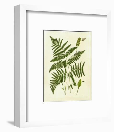 Fern with Crackle Mat IV-Samuel Curtis-Framed Art Print