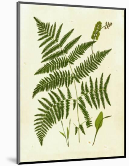 Fern with Crackle Mat IV-Samuel Curtis-Mounted Art Print