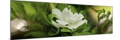 Premium Photographic Print