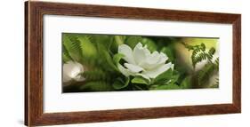 Fern with Magnolia-null-Framed Photographic Print