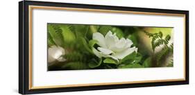 Fern with Magnolia-null-Framed Photographic Print