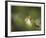 Fern-Michelle Wermuth-Framed Giclee Print