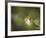 Fern-Michelle Wermuth-Framed Giclee Print