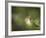 Fern-Michelle Wermuth-Framed Giclee Print