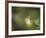 Fern-Michelle Wermuth-Framed Giclee Print