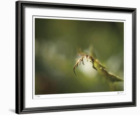 Fern-Michelle Wermuth-Framed Giclee Print