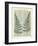 Fern-Marion Mcconaghie-Framed Art Print