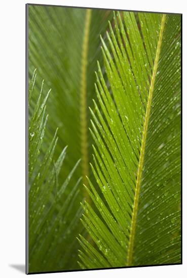 Fern-Karyn Millet-Mounted Photographic Print