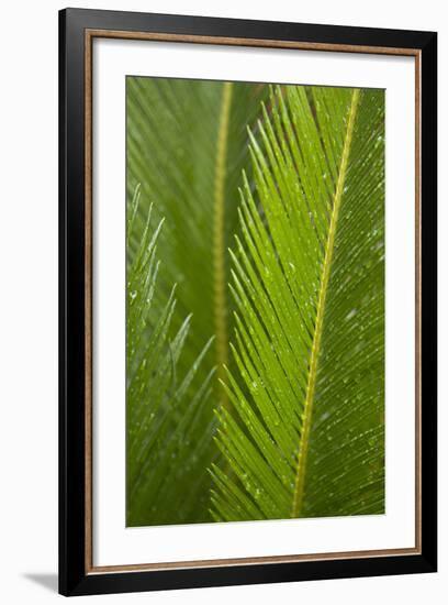 Fern-Karyn Millet-Framed Photographic Print