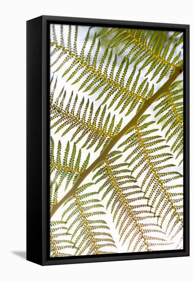 Fern-Karyn Millet-Framed Stretched Canvas