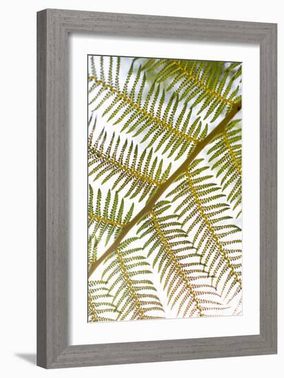 Fern-Karyn Millet-Framed Photo