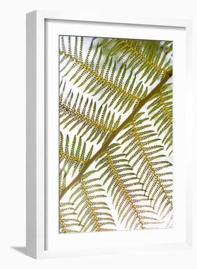 Fern-Karyn Millet-Framed Photo