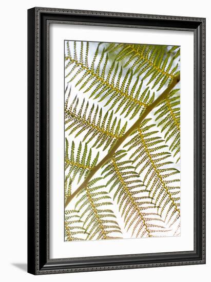 Fern-Karyn Millet-Framed Photo