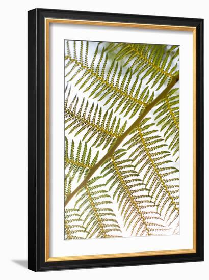 Fern-Karyn Millet-Framed Photo