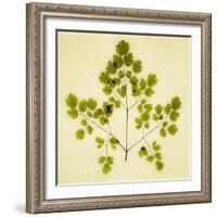 Fern-Graeme Harris-Framed Giclee Print