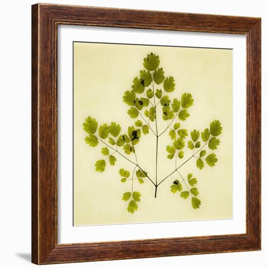 Fern-Graeme Harris-Framed Giclee Print