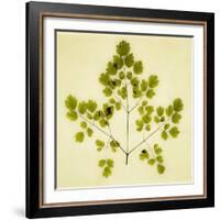 Fern-Graeme Harris-Framed Giclee Print