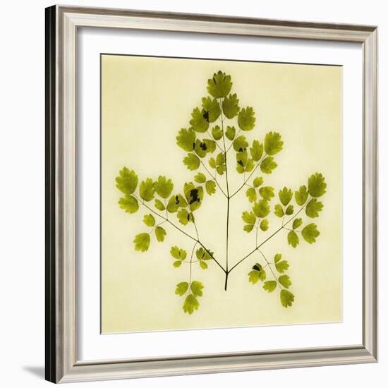 Fern-Graeme Harris-Framed Giclee Print