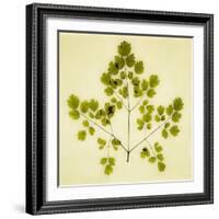 Fern-Graeme Harris-Framed Giclee Print